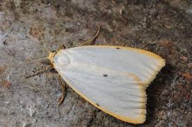 Attēlu rezultāti vaicājumam “Cybosia mesomella”