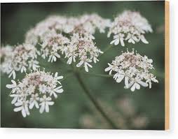 Attēlu rezultāti vaicājumam “Anthriscus sylvestris”