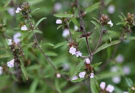 Image result for Satureja hortensis