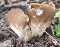 Attēlu rezultāti vaicājumam “Helvella acetabulum”