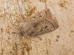 Attēlu rezultāti vaicājumam “Orthosia gracilis”