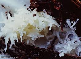 Attēlu rezultāti vaicājumam “Stemonitis axifera stalked”