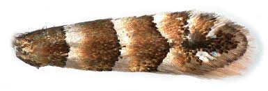 Attēlu rezultāti vaicājumam “Phyllonorycter nicellii”