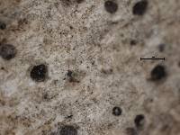 Attēlu rezultāti vaicājumam “Arthonia byssacea”