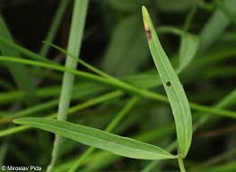 Attēlu rezultāti vaicājumam “Epilobium palustre fruit”