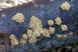 Attēlu rezultāti vaicājumam “Merismodes anomala”