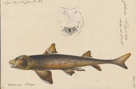 Image result for Heterodontus portusjacksoni