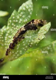 Attēlu rezultāti vaicājumam “Urocystis anemones spores”
