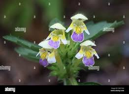 Attēlu rezultāti vaicājumam “Galeopsis speciosa flower”