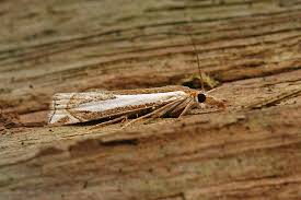 Attēlu rezultāti vaicājumam “Crambus hamella”