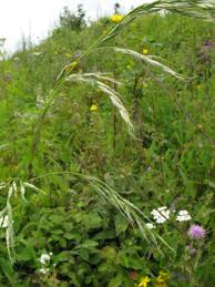 Attēlu rezultāti vaicājumam “Festuca gigantea”