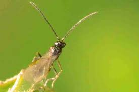 Attēlu rezultāti vaicājumam “Dichelia histrionana”