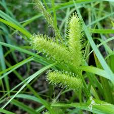 Attēlu rezultāti vaicājumam “Carex cespitosa flower”