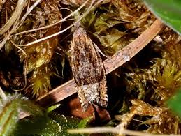 Attēlu rezultāti vaicājumam “Eucosma aspidiscana”