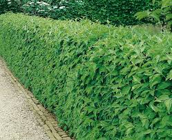 Attēlu rezultāti vaicājumam “Cornus mas”