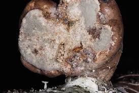 Attēlu rezultāti vaicājumam “Scardia boletella exuvia”