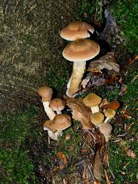 Attēlu rezultāti vaicājumam “Armillaria sp.”