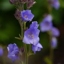 Image result for Polemonium coeruleum
