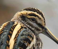 Image result for Lymnocryptes minimus