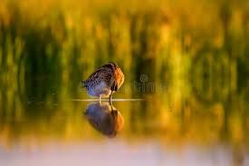 Attēlu rezultāti vaicājumam “Gallinago gallinago nest”