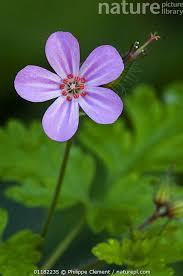 Attēlu rezultāti vaicājumam “Geranium robertianum flower”
