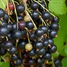 Attēlu rezultāti vaicājumam “Ribes nigrum fruit”