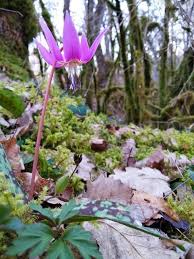 Attēlu rezultāti vaicājumam “Erythronium sibiricum”