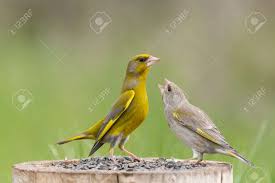 Attēlu rezultāti vaicājumam “Chloris chloris male”