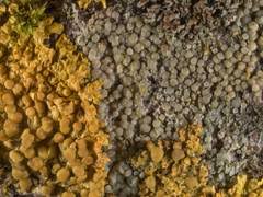 Attēlu rezultāti vaicājumam “Junghuhnia pseudozilingiana”