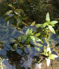 Attēlu rezultāti vaicājumam “Hygroamblystegium varium sporophyte”