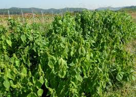 Image result for 깱깲깳깴깵깶깷깺깾깿꺀꺁꺂꺃꺆꺇꺈꺉꺊꺋꺍꺎꺏꺐