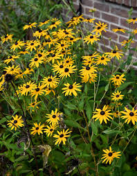 Image result for Rudbeckia fulgida