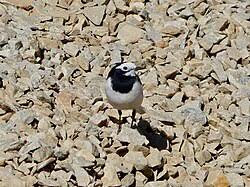 Attēlu rezultāti vaicājumam “Motacilla alba juvenile”