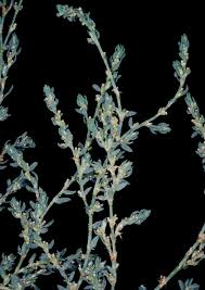 Attēlu rezultāti vaicājumam “Polygonum arenastrum”