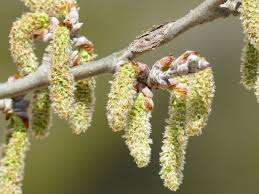 Attēlu rezultāti vaicājumam “Populus alba Nivea”