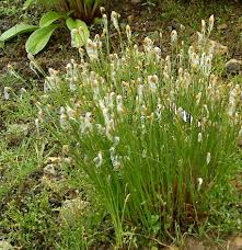 Attēlu rezultāti vaicājumam “Trichophorum alpinum fruit”