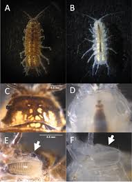 Attēlu rezultāti vaicājumam “Asellus aquaticus”