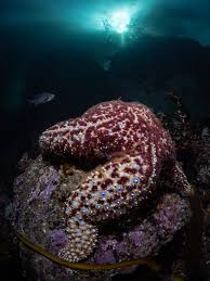 Attēlu rezultāti vaicājumam “Leskea polycarpa macro”