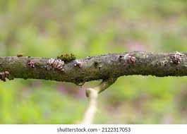 Attēlu rezultāti vaicājumam “Encoelia furfuracea”