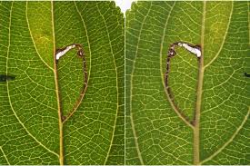 Attēlu rezultāti vaicājumam “Bucculatrix rhamniella”