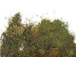 Attēlu rezultāti vaicājumam “Amblystegium serpens macro”