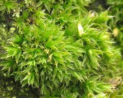 Attēlu rezultāti vaicājumam “Schistidium apocarpum young”