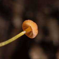 Attēlu rezultāti vaicājumam “Mycena acicula”