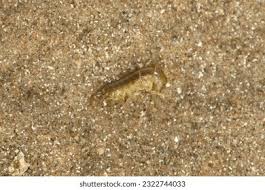 Attēlu rezultāti vaicājumam “Talitrus saltator”