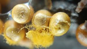 Attēlu rezultāti vaicājumam “Trichia, Hemitrichia sp.”