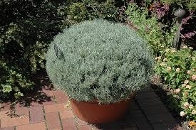 Image result for Helichrysum lindleyii