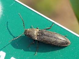 Attēlu rezultāti vaicājumam “Cidnopus aeruginosus”