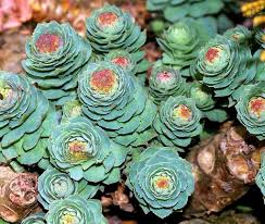 Attēlu rezultāti vaicājumam “Rhodiola rosea flower”