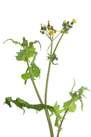 Attēlu rezultāti vaicājumam “Sonchus oleraceus bud”