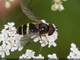Attēlu rezultāti vaicājumam “Dasysyrphus tricinctus”